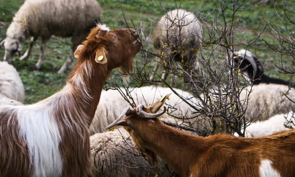 Λεηλατούν τα πάντα! Μετανάστης έκλεψε ζώα, τα θανάτωσε και πούλησε το κρέας!